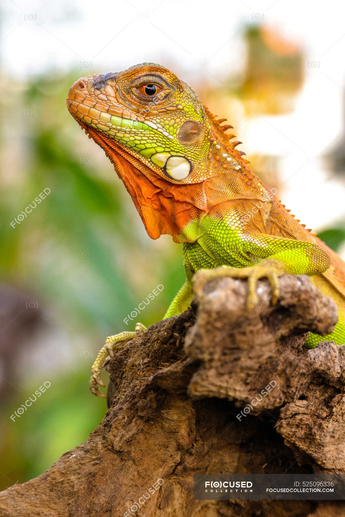 red green iguana