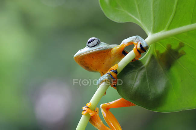 Frosch sitzt auf grünem Blatt — Stockfoto