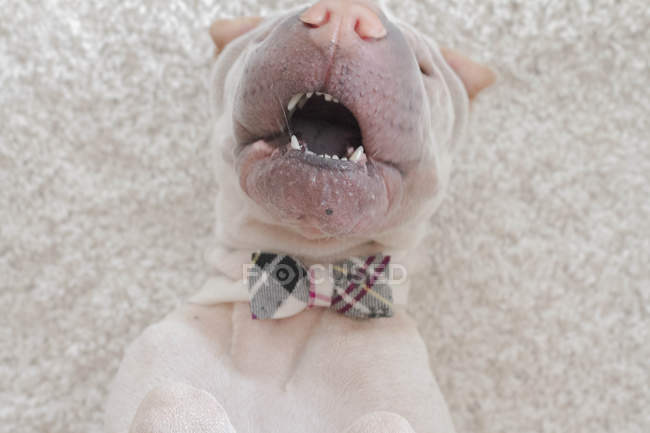 Shar-pei Hund mit Fliege — Stockfoto