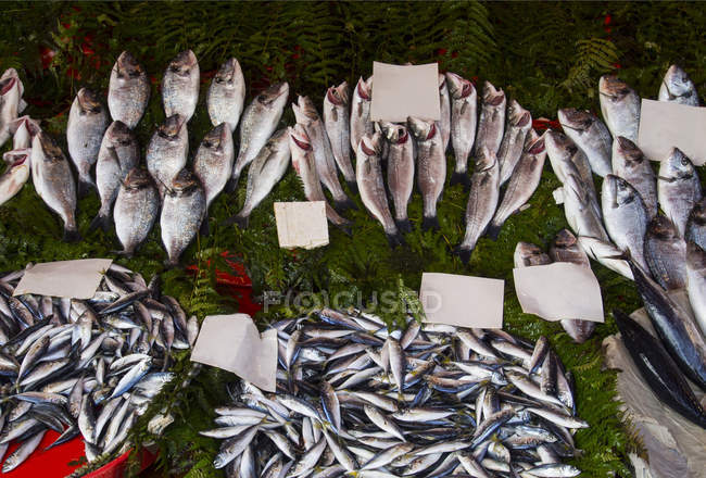 Mercado callejero de pescado - foto de stock
