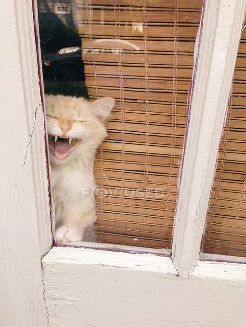 Cat caterwauling out of window — Stock Photo