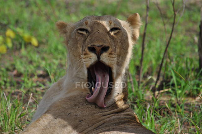 León en reserva de caza Selous - foto de stock