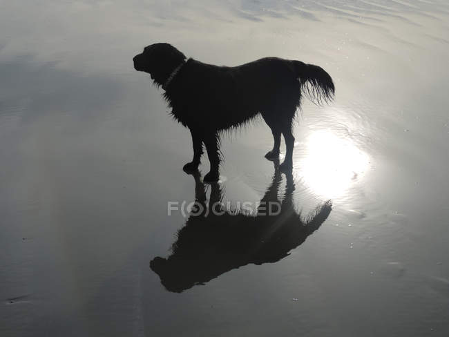 Cane in piedi sulla spiaggia — Foto stock