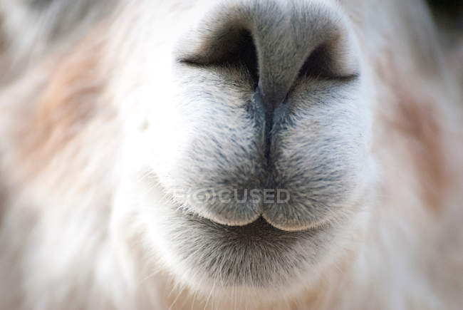 Funny face of alpaca — Stock Photo