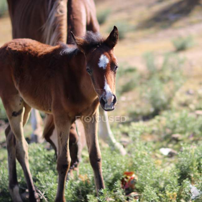 Beautiful brown colt — Stock Photo