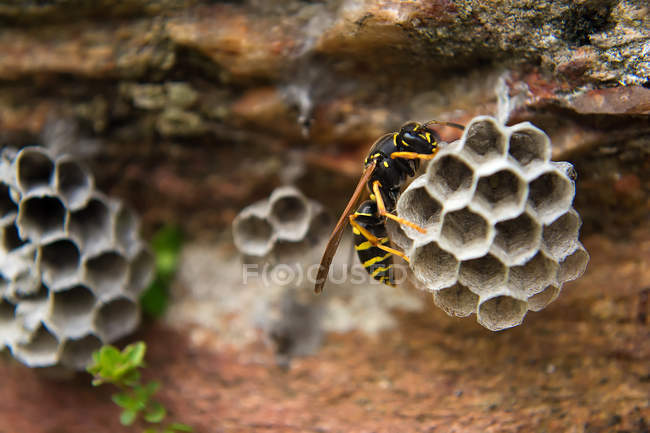 Paper Wasp on nest — Stock Photo