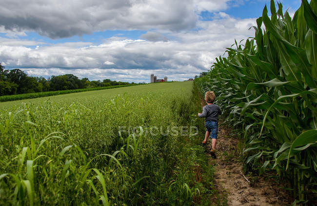 Rapaz a correr pelo campo de milho — Fotografia de Stock