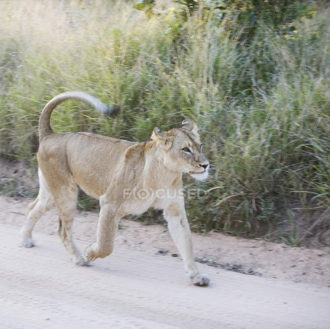 Lionne marchant le long de la piste de sable — Photo de stock