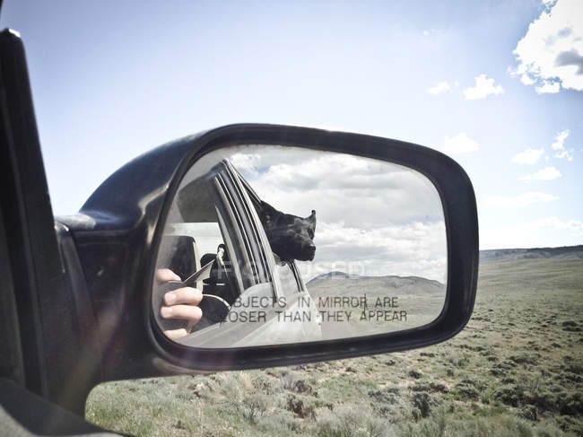 Dog looking out car window — Stock Photo