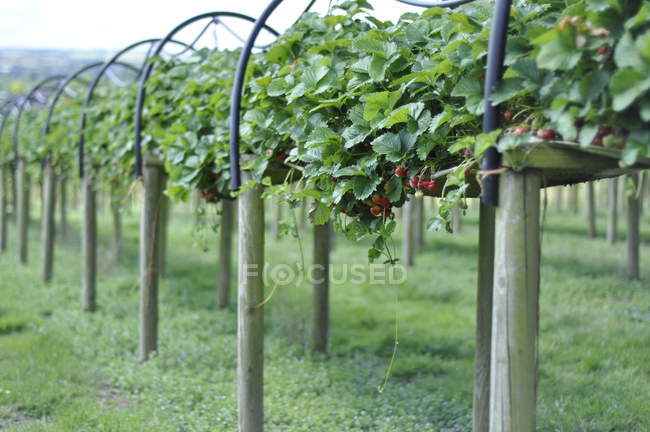 Reihen von Erdbeerpflanzen — Stockfoto