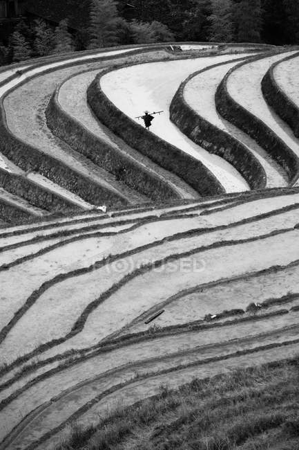 Rice paddies in China — Stock Photo