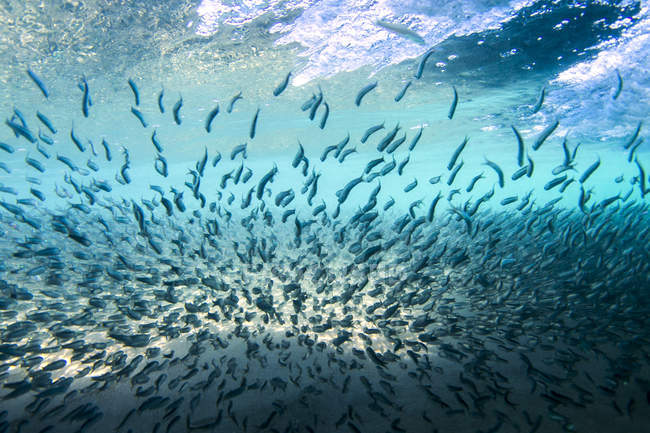 Scuola di pesce sott'acqua — Foto stock