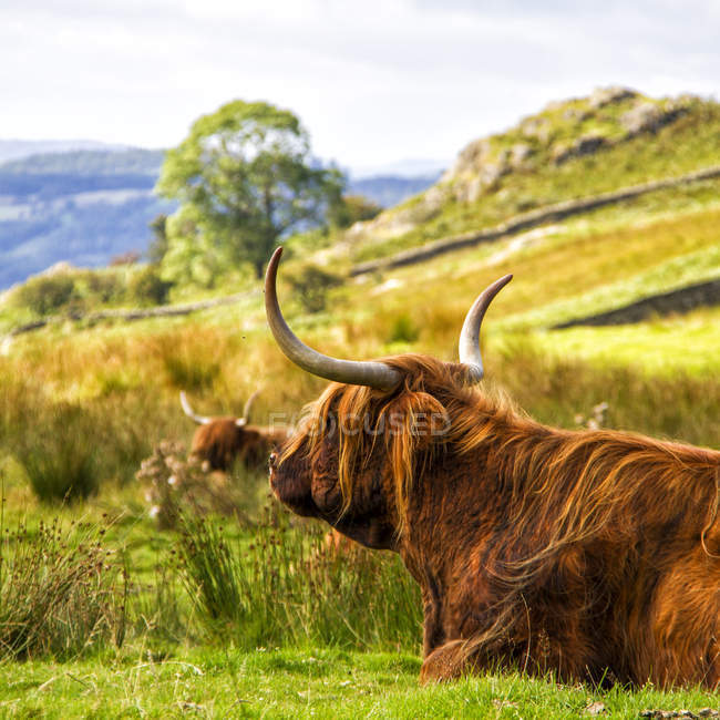 Два быка в поле — стоковое фото