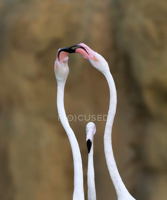 Lindos Flamingo Selvagens — Fotografia de Stock