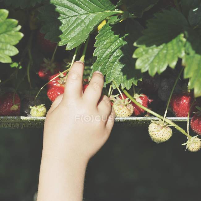 Junge pflückt Erdbeere von Hand — Stockfoto