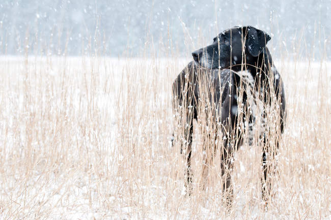 Hund steht im Gras im Schnee — Stockfoto
