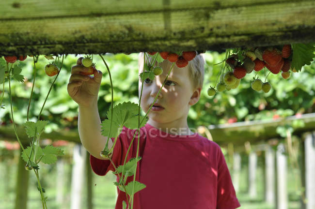 Хлопчик збирає полуницю — стокове фото