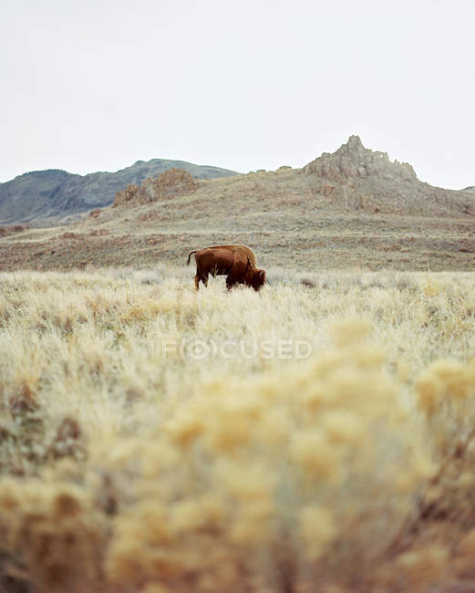 Buffalo grazing in grass — Stock Photo