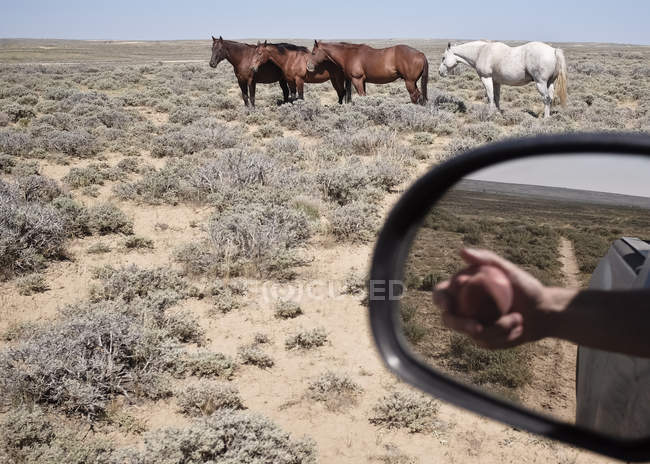Horses and reflection of hand with apple — Stock Photo
