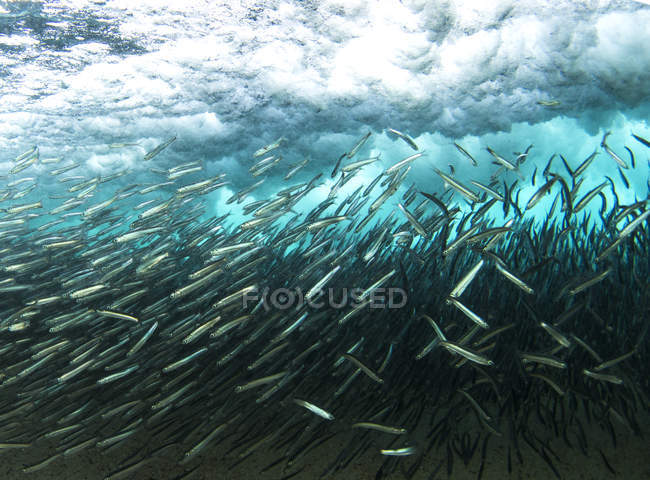 Школа риб під водою — стокове фото