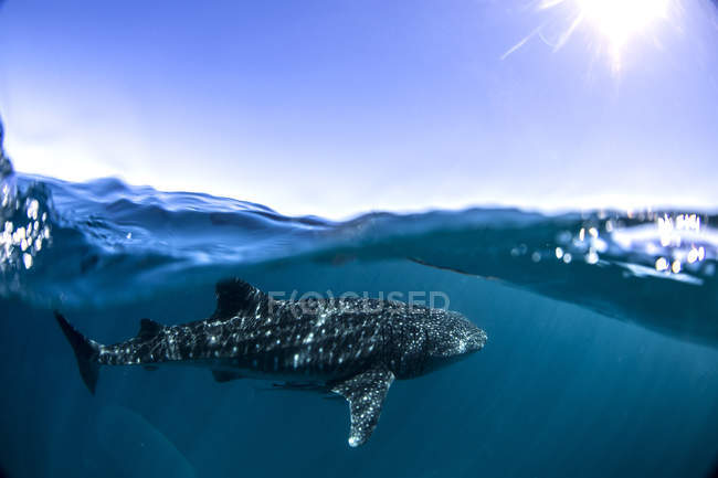 Walhai unter Wasser — Stockfoto