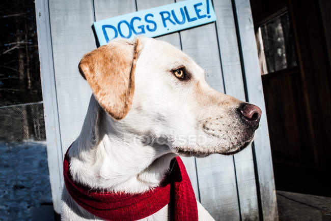 Dog standing in front of sign — Stock Photo