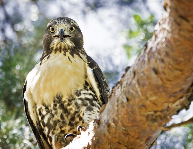 Red-tailed Hawk in City Park — Stock Photo