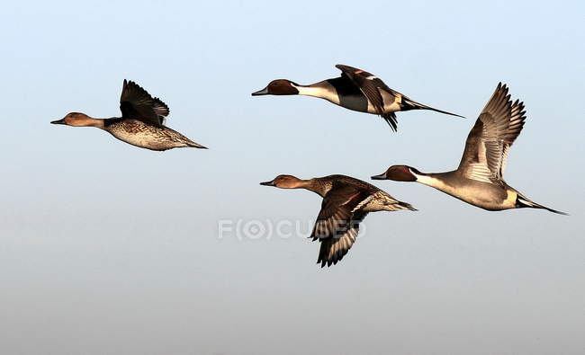 Flock of pintails flying in sky — Stock Photo
