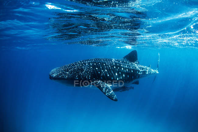 Squalo balena che nuota sott'acqua — Foto stock