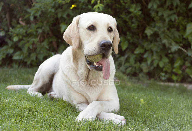 Cão labrador com bola na boca — Fotografia de Stock