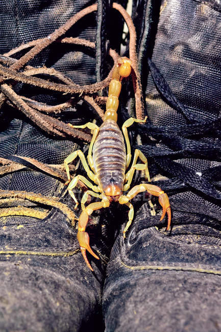 Escorpión Escalada en un par de botas - foto de stock