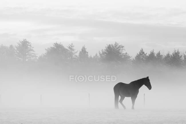 Pferd in nebliger Landschaft — Stockfoto