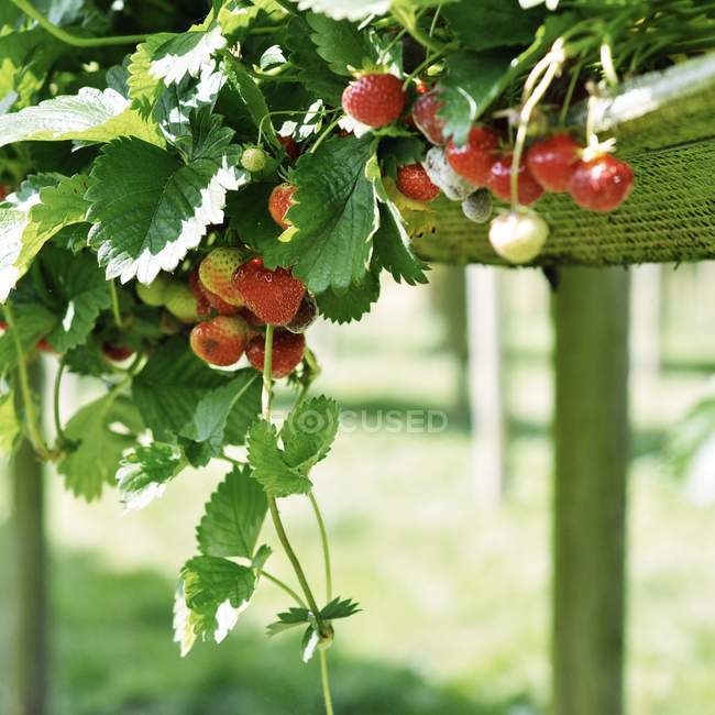 Erdbeeren hängen am Strauch — Stockfoto