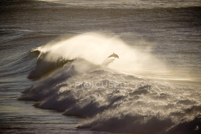 Delfines saltando de las olas del océano - foto de stock