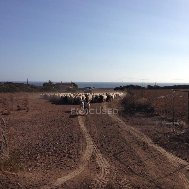 Стадо овец, бегущих по грязной дороге — стоковое фото