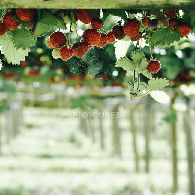 Fresas colgando de los arbustos - foto de stock