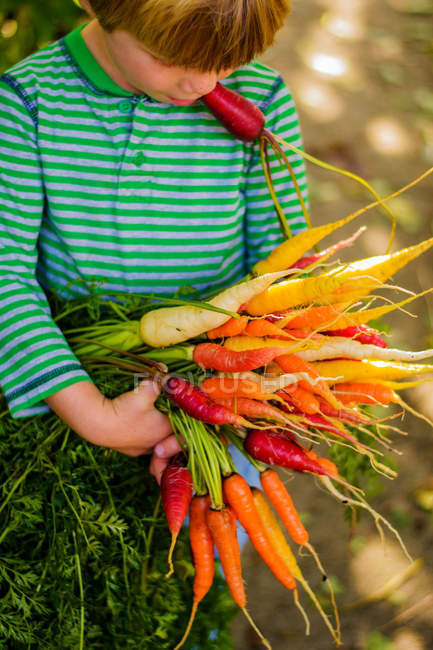 Boy holding bunch of carrots — Stock Photo