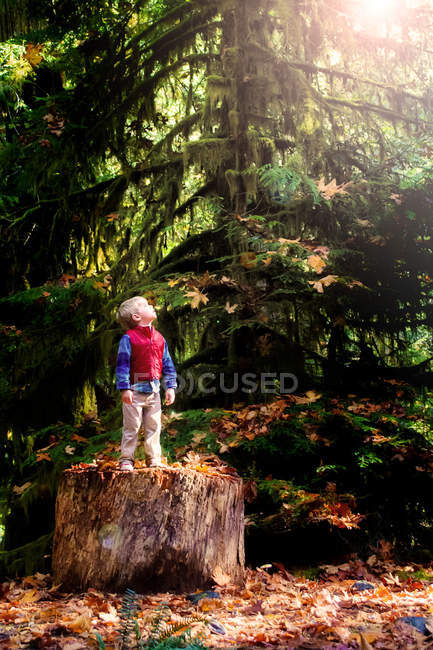 Menino em pé em um tronco de árvore — Fotografia de Stock