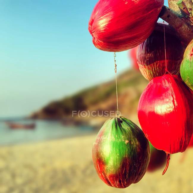 Hanging coconuts on tree — Stock Photo