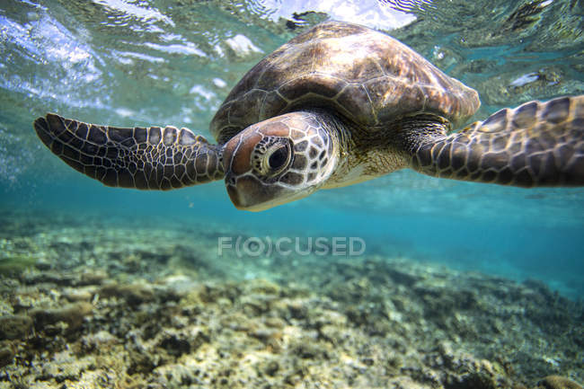 Tortuga nadando bajo el agua - foto de stock