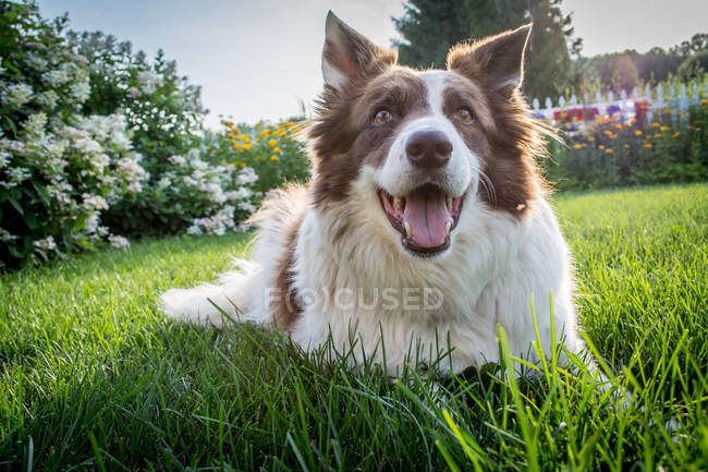 Собака лежить на траві — стокове фото