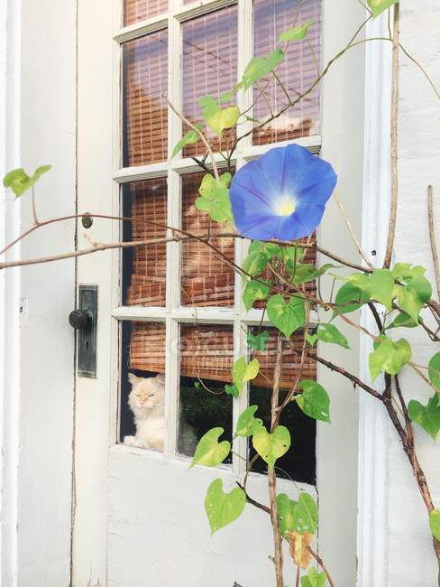 Cat che guarda fuori dalla finestra della porta — Foto stock