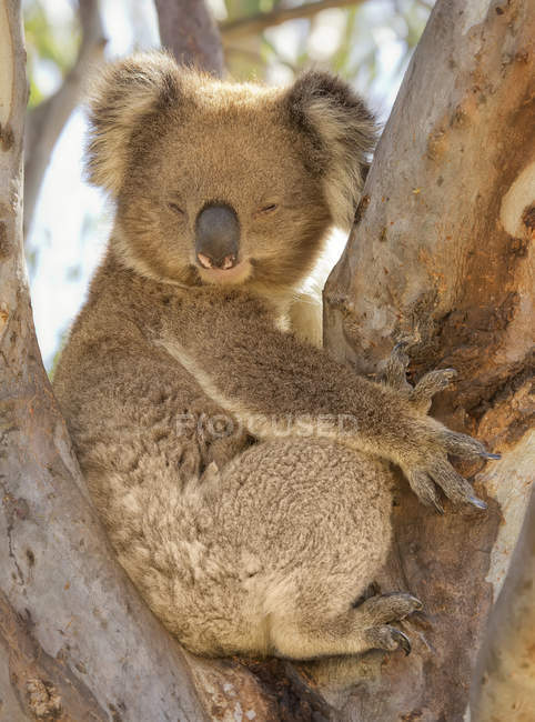 Koala seduto sull'albero — Foto stock