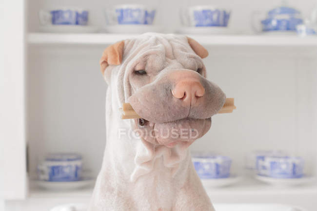 Shar Pei dog with treat — Stock Photo