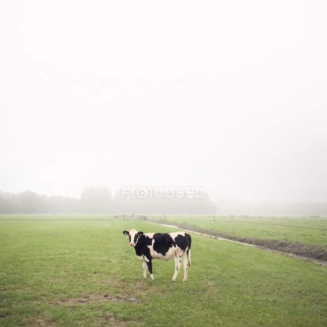 Корова, стоящая в поле в тумане — стоковое фото