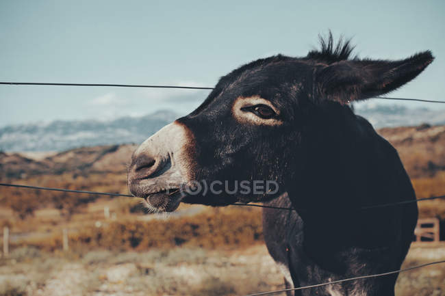 Donkey standing in field — Stock Photo