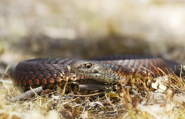 Copperhead crawling in withered grass — Stock Photo