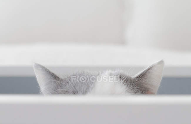 Orelhas de gato furando da gaveta — Fotografia de Stock