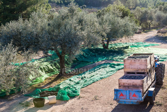 Оливкове поле під час збору врожаю — стокове фото