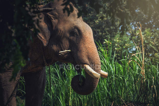 Cabeza de elefante en el bosque - foto de stock